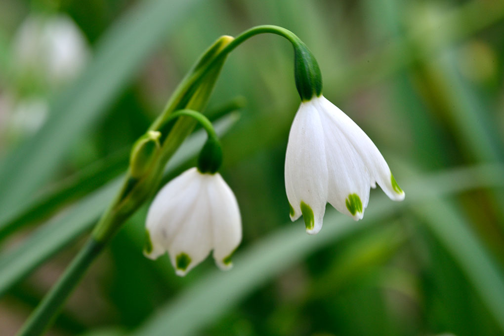 春の白い花 Photo Life