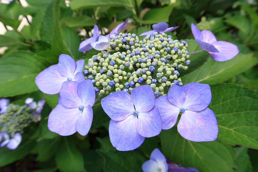 庭の額紫陽花の花