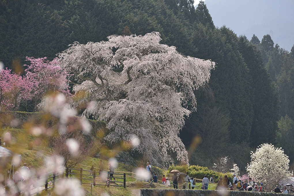 本郷の瀧桜