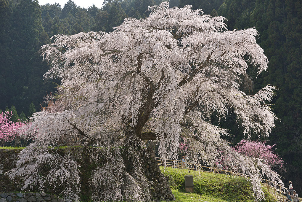 本郷の瀧桜