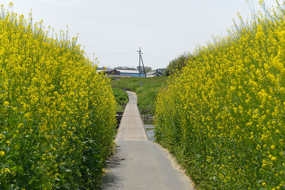 大和川の菜の花と沈下橋