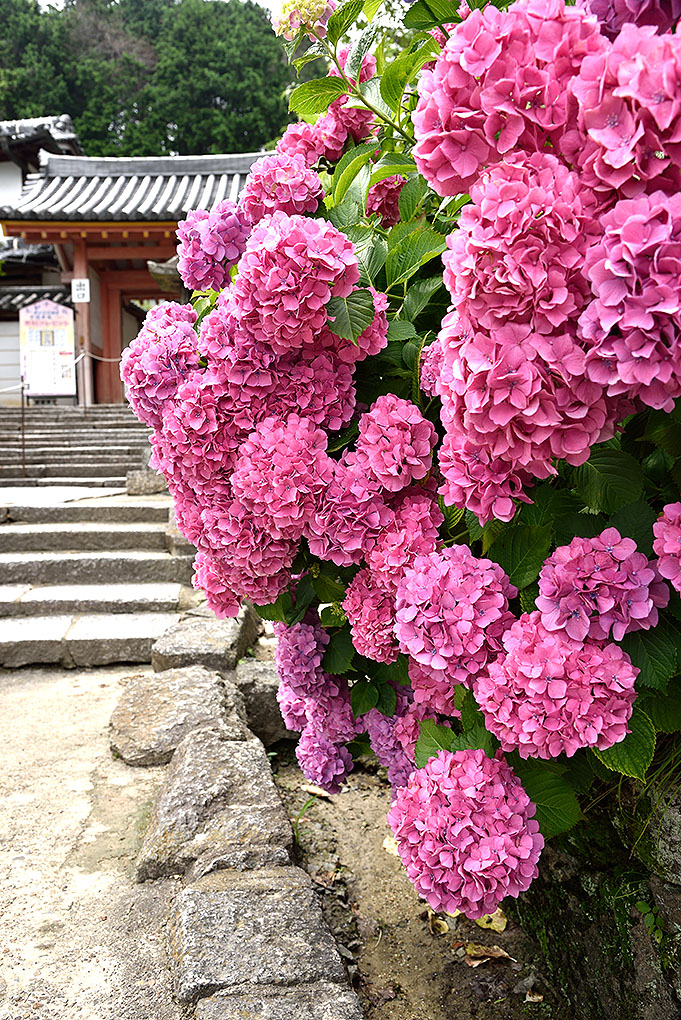 矢田寺山門