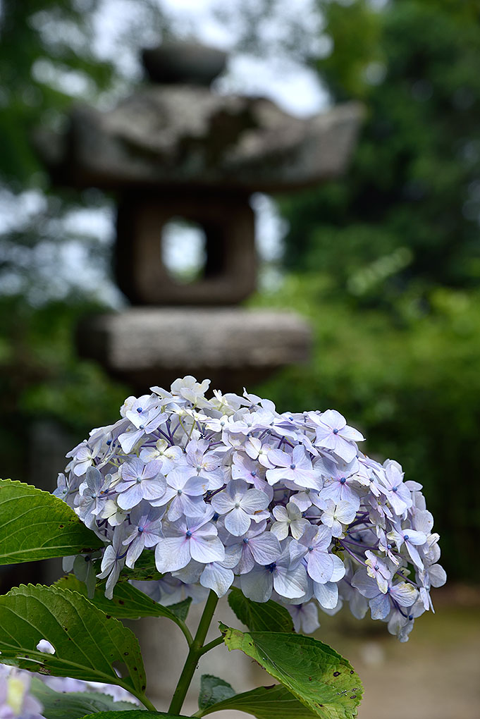 矢田寺