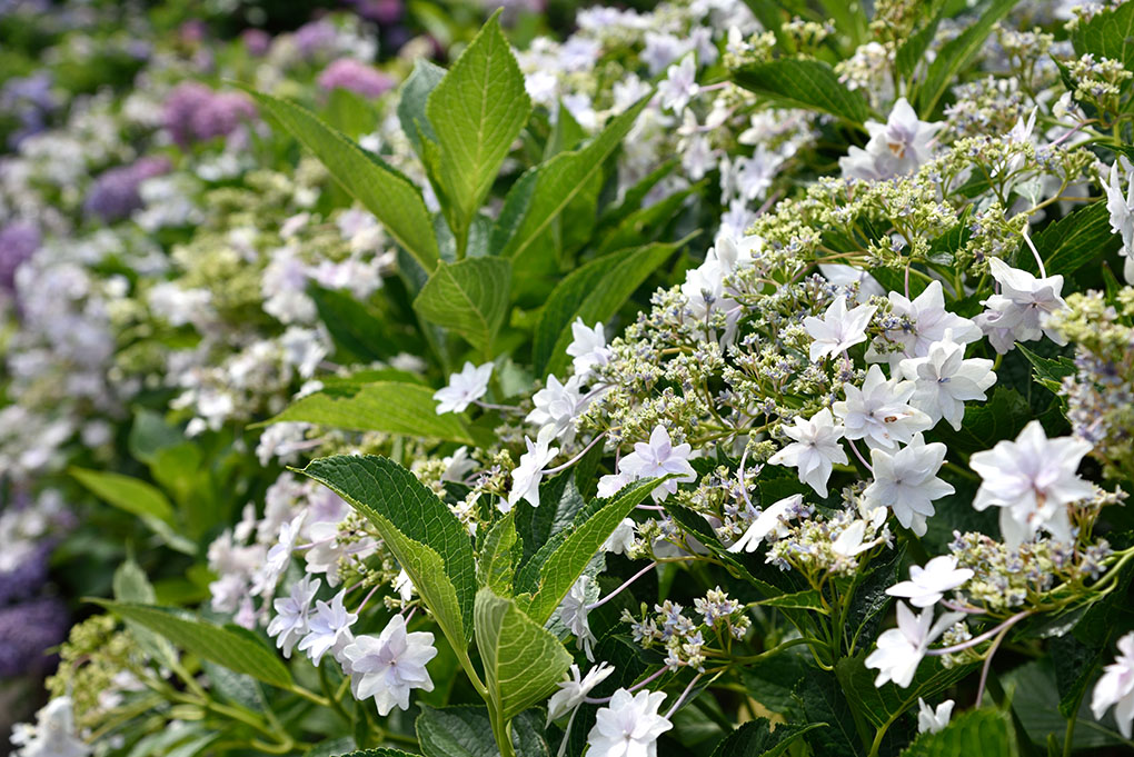 矢田寺境内の紫陽花