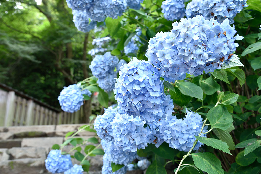 矢田寺境内の紫陽花