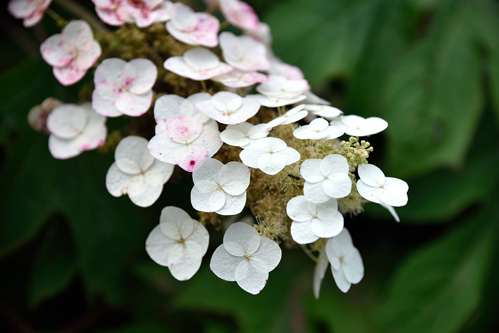 矢田寺境内の紫陽花