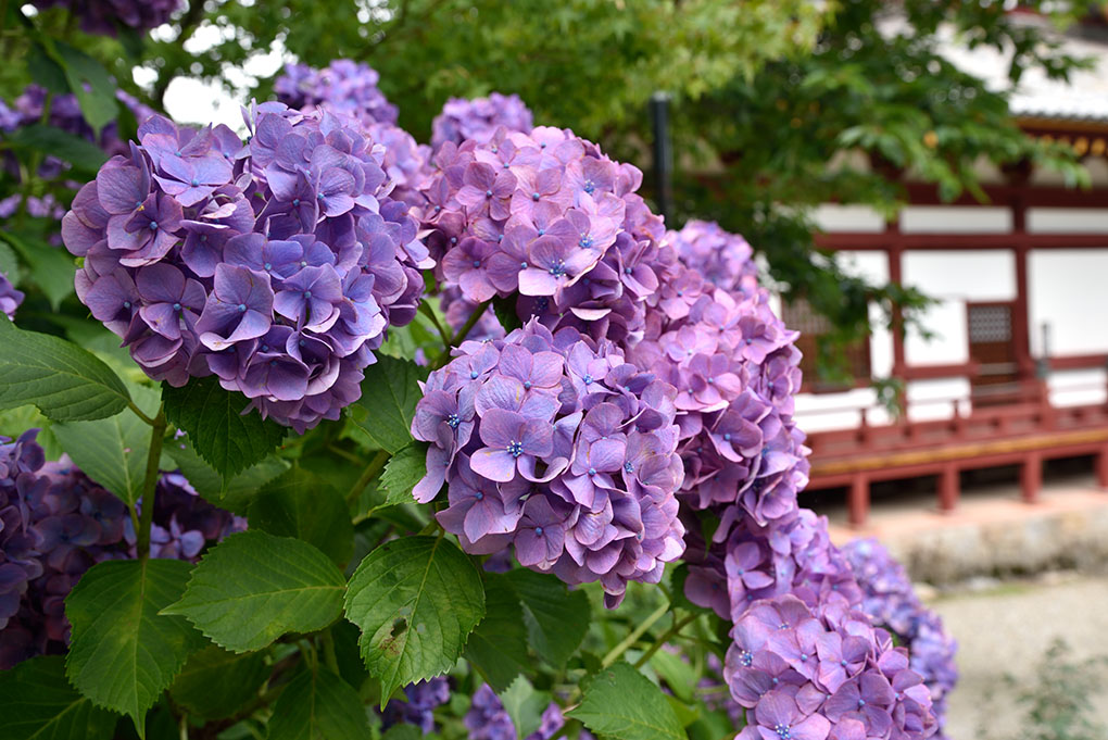 矢田寺