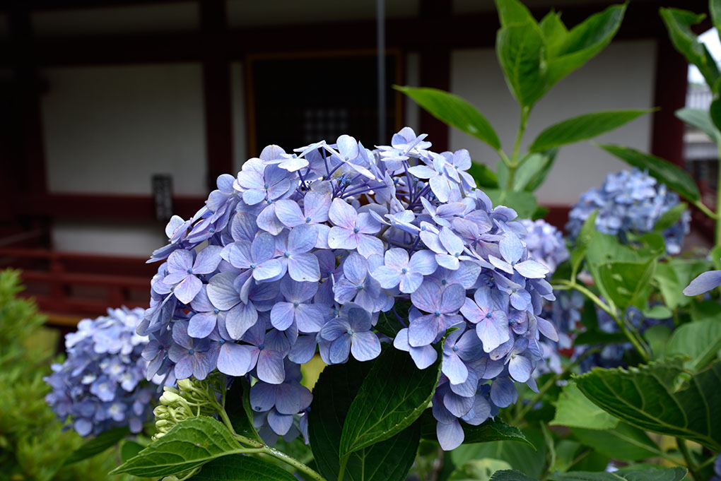 矢田寺本堂