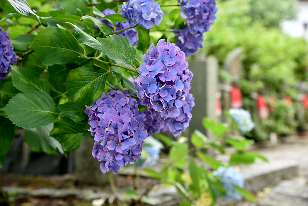 矢田寺のお地蔵さん