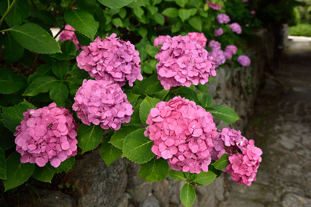 矢田寺境内の紫陽花