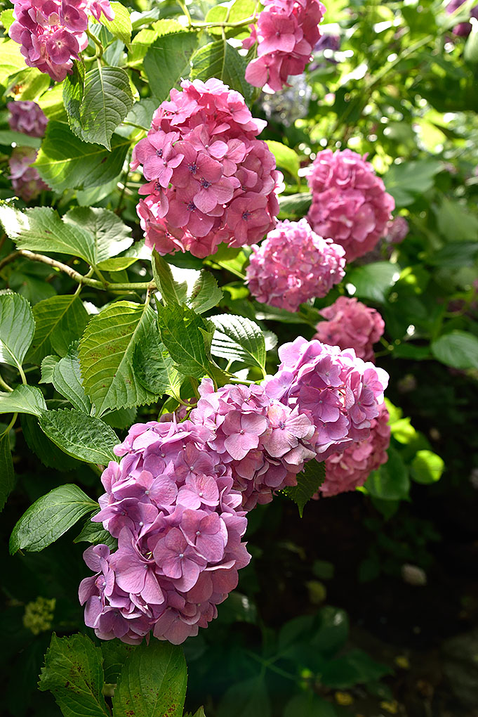 矢田寺境内の紫陽花