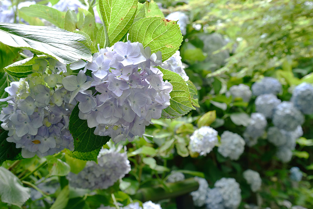 矢田寺境内の紫陽花