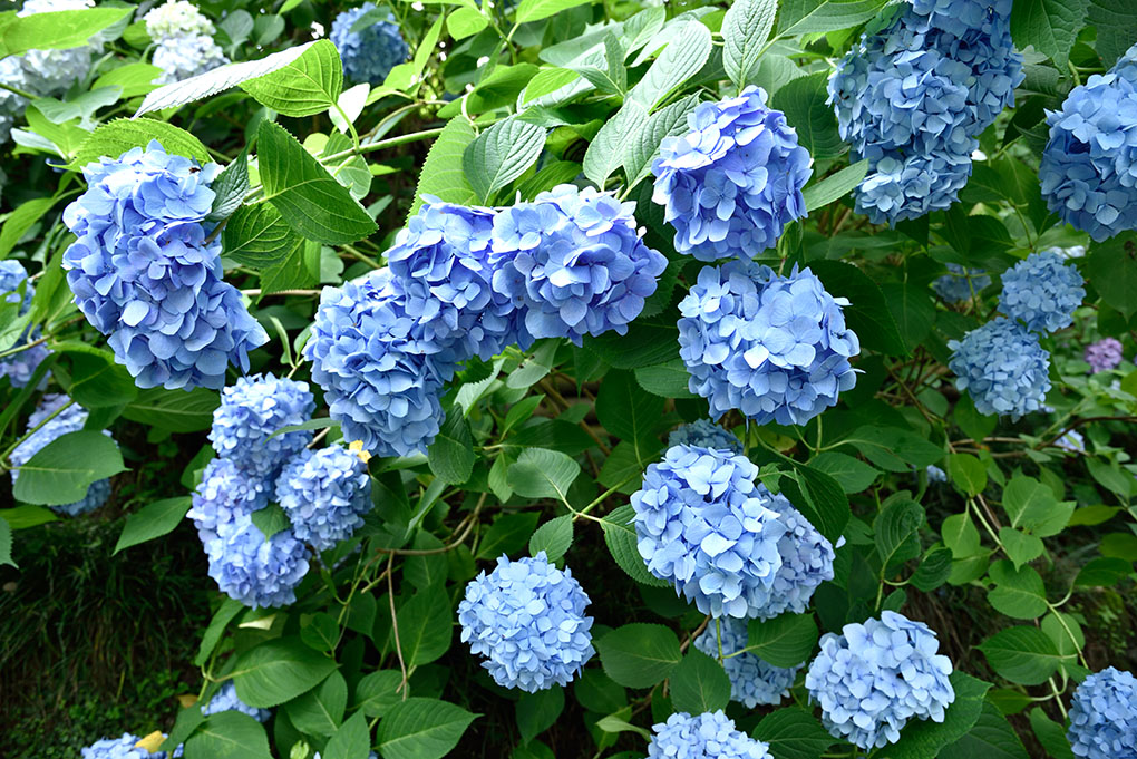 矢田寺境内の紫陽花
