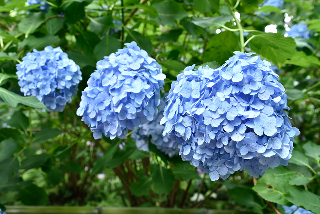 矢田寺境内の紫陽花