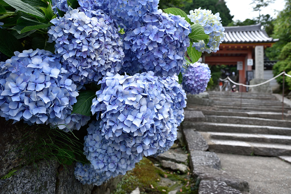 矢田寺山門