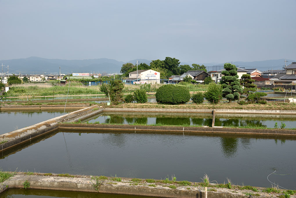 金魚の養殖池