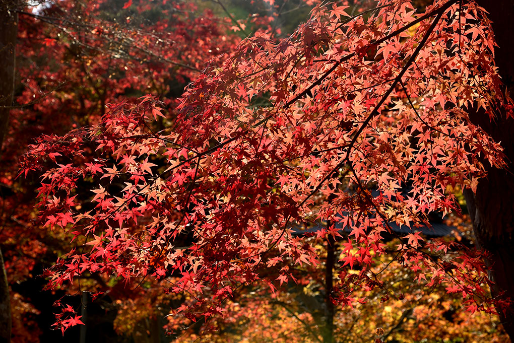 當麻寺奥院の紅葉