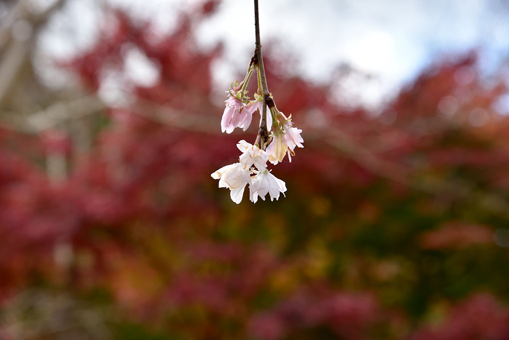 當麻寺奥院の十月桜