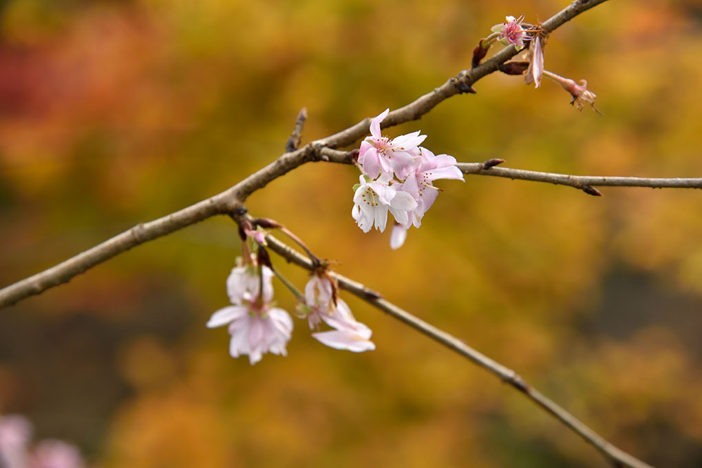 當麻寺奥院の十月桜