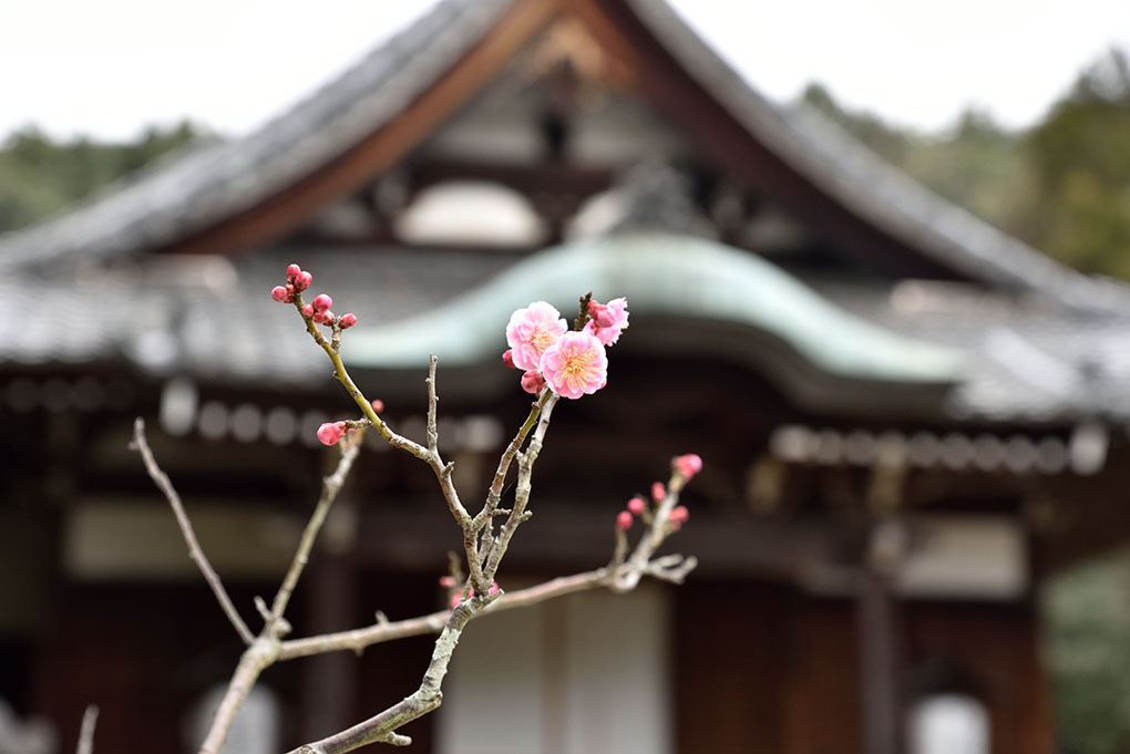 秋篠寺