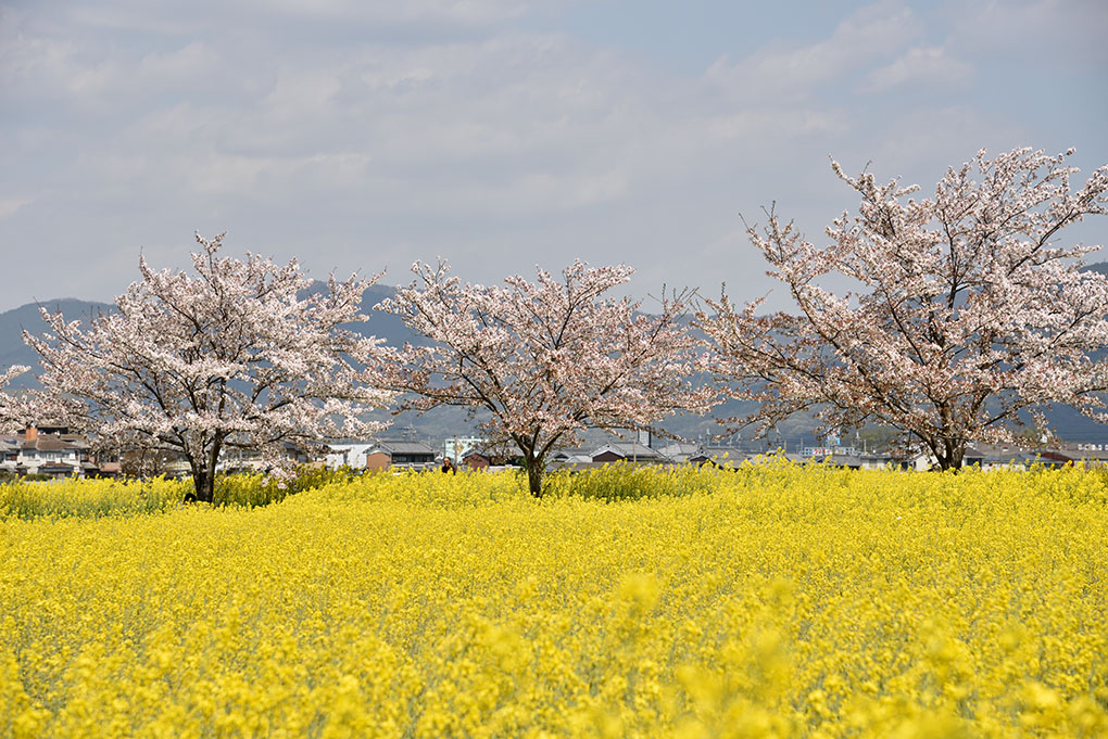 藤原宮跡の桜と菜の花