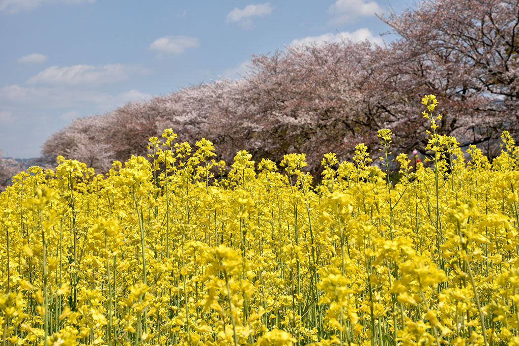 藤原宮跡の桜と菜の花