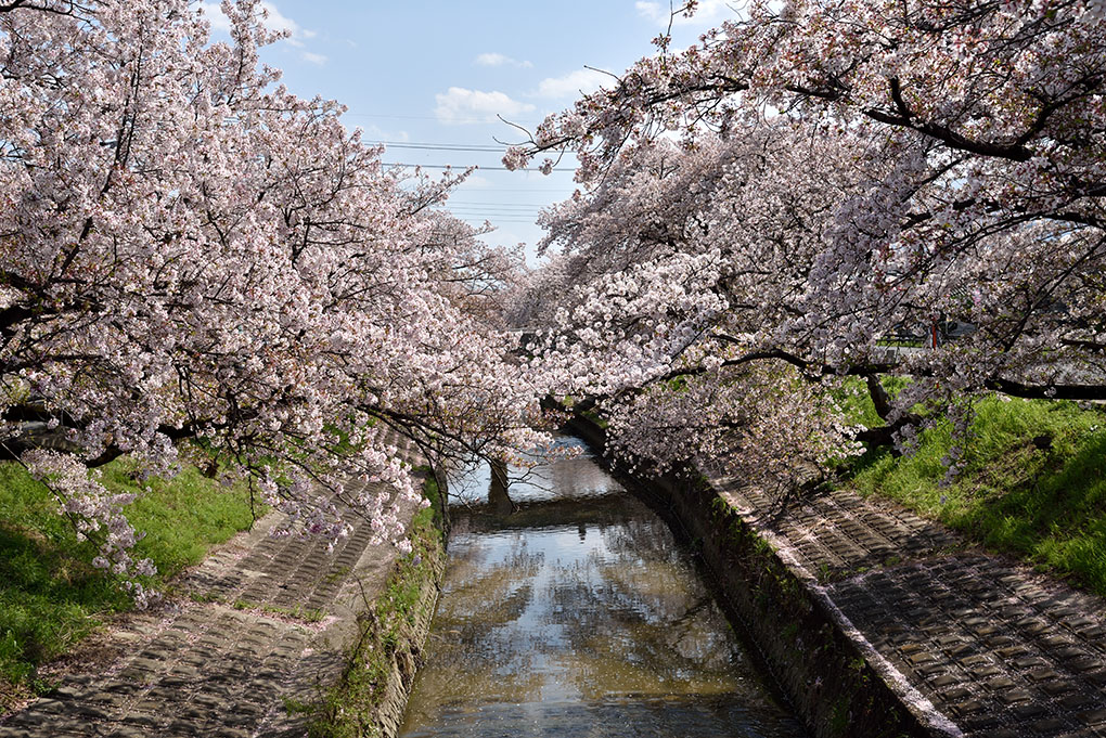 高田千本桜