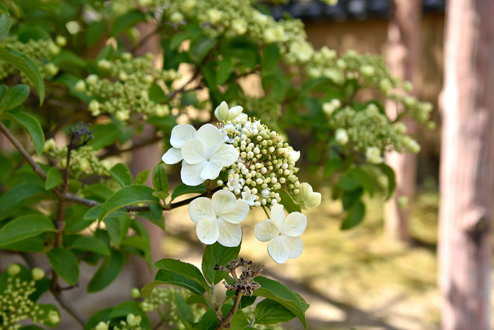 唐招提寺瓊花