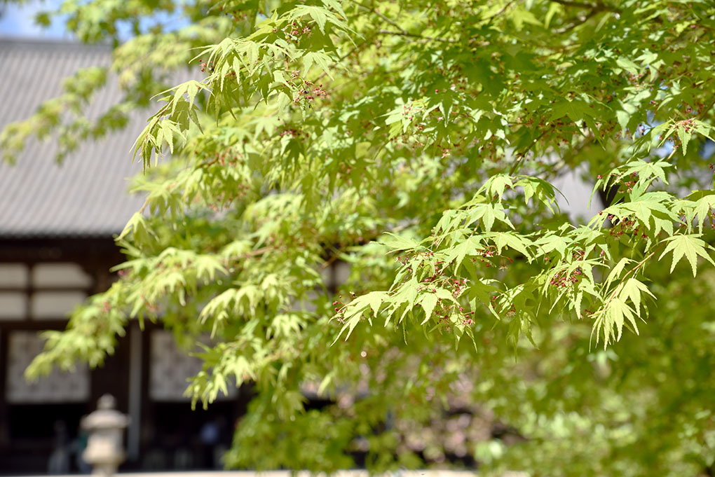 唐招提寺