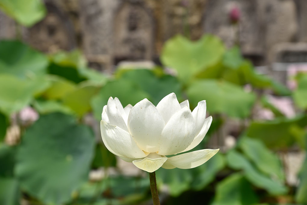 喜光寺蓮の花