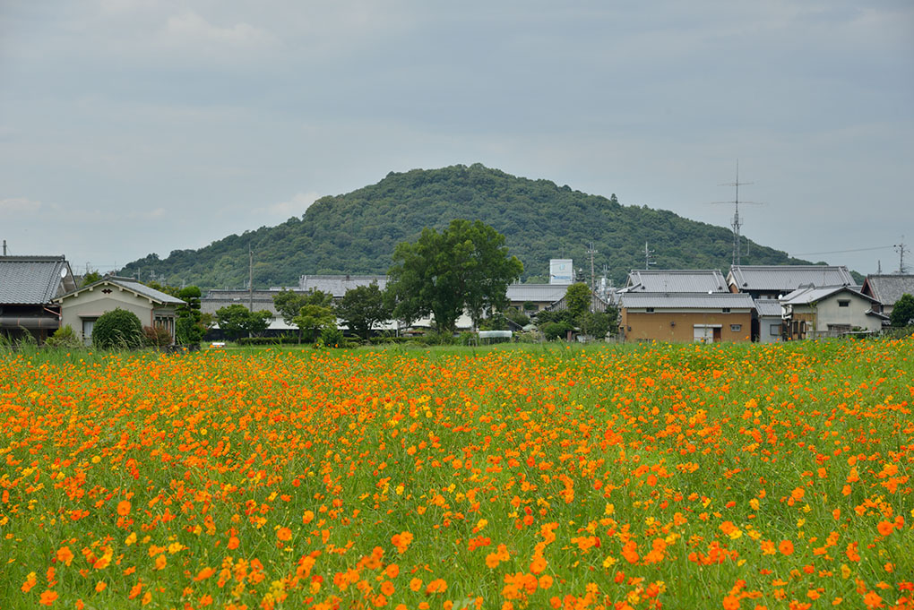 藤原宮跡のキバナコスモス