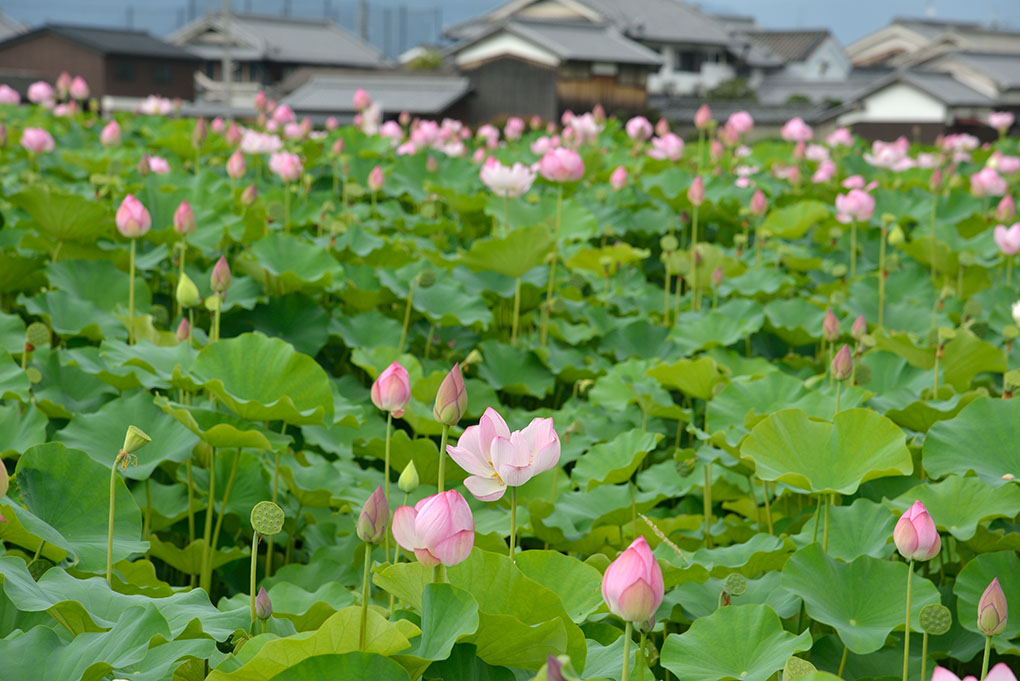藤原宮跡の花蓮