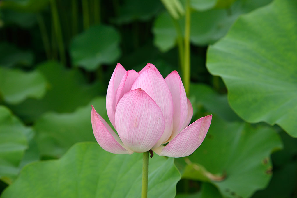 藤原宮跡の花蓮