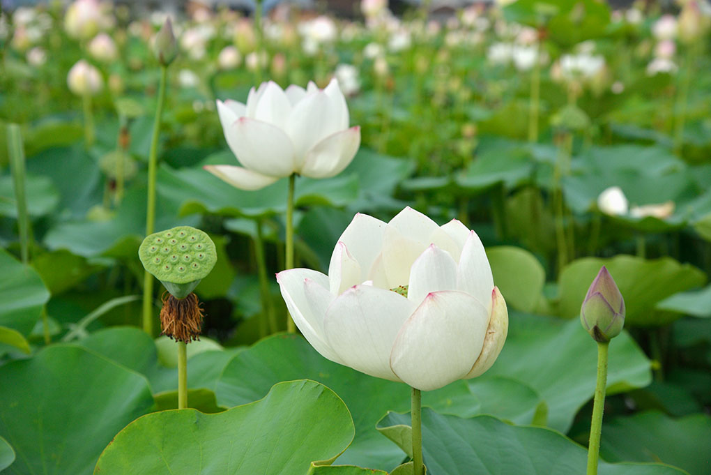 藤原宮跡の花蓮