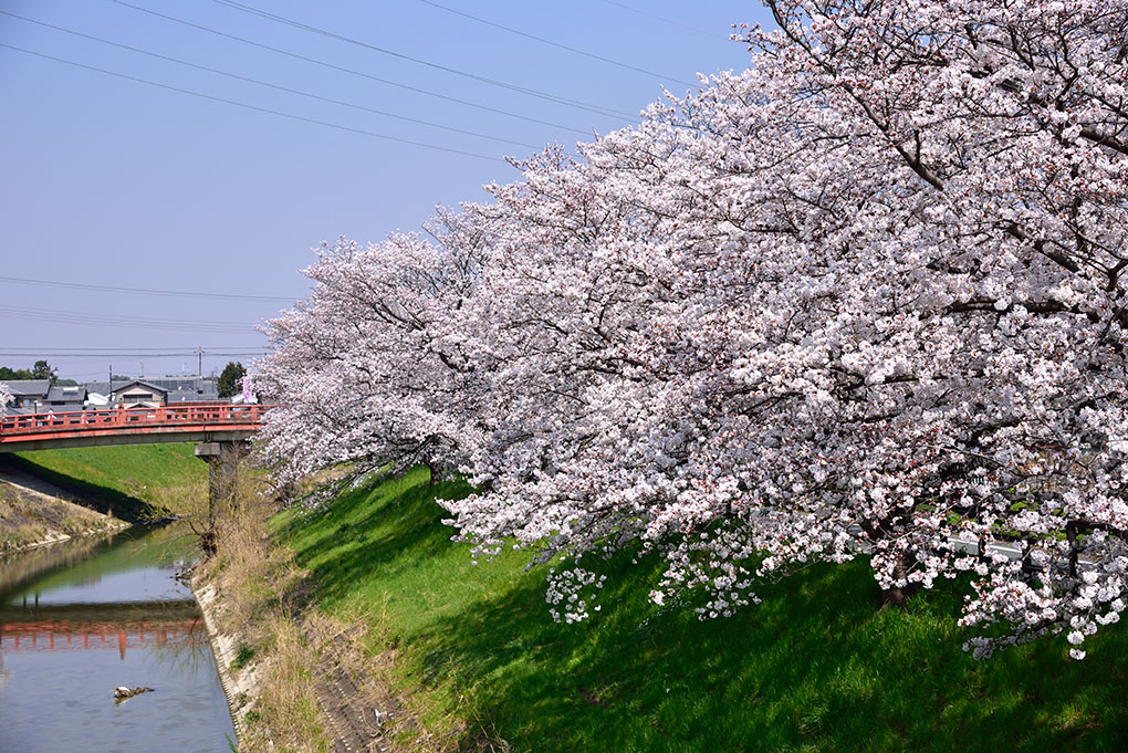 秋篠川の桜並木