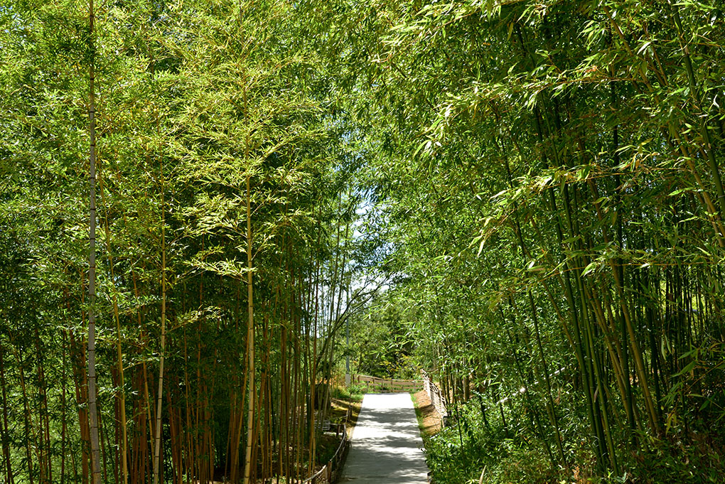 高山の竹林