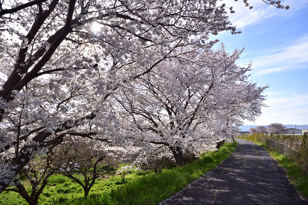 曽我川の桜並木
