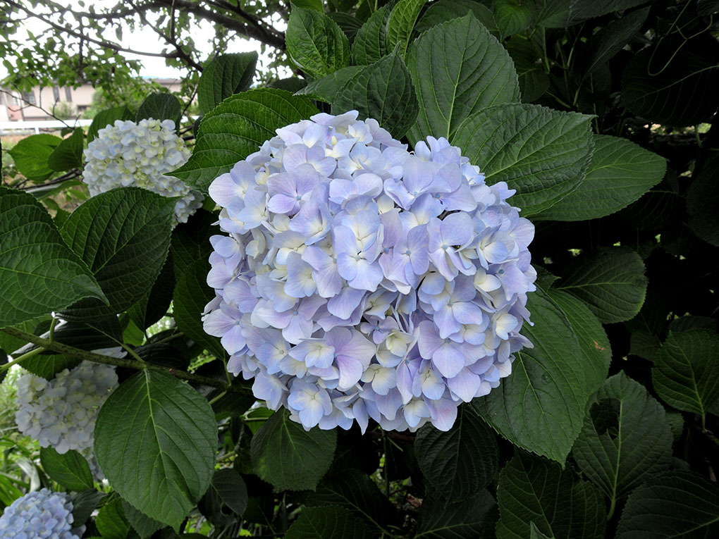 寺川の紫陽花