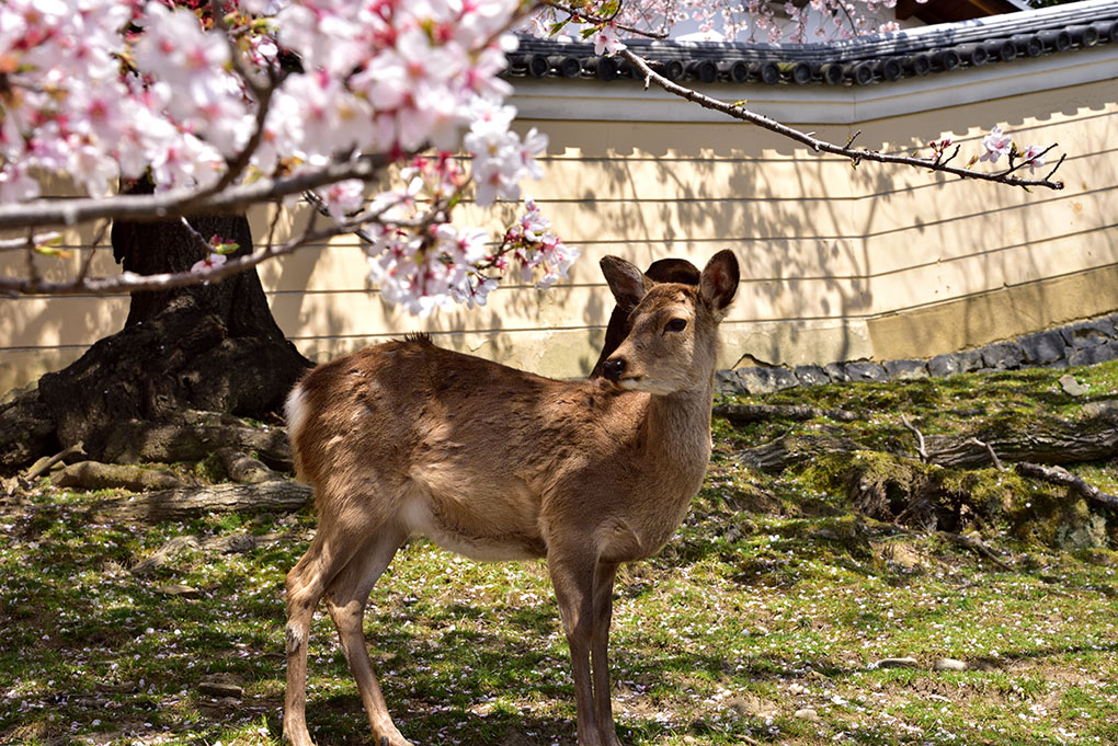 奈良公園の鹿と興福寺の桜