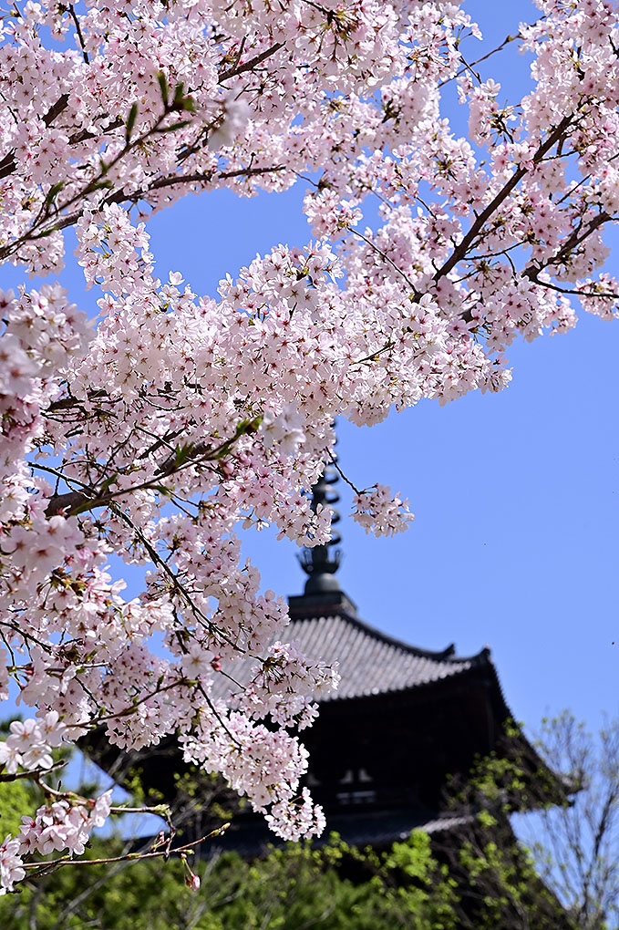 興福寺五重塔と桜