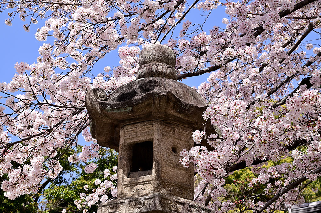 興福寺の桜