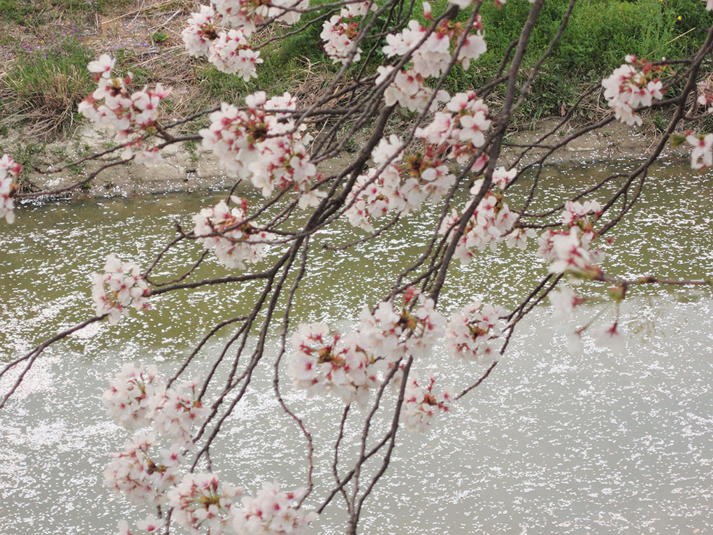 秋篠川の桜