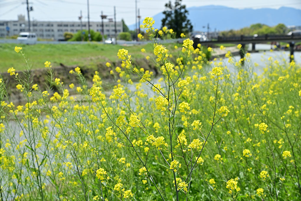 富雄川の菜の花