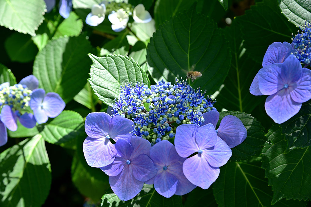 當麻寺奥院の紫陽花と蜜蜂