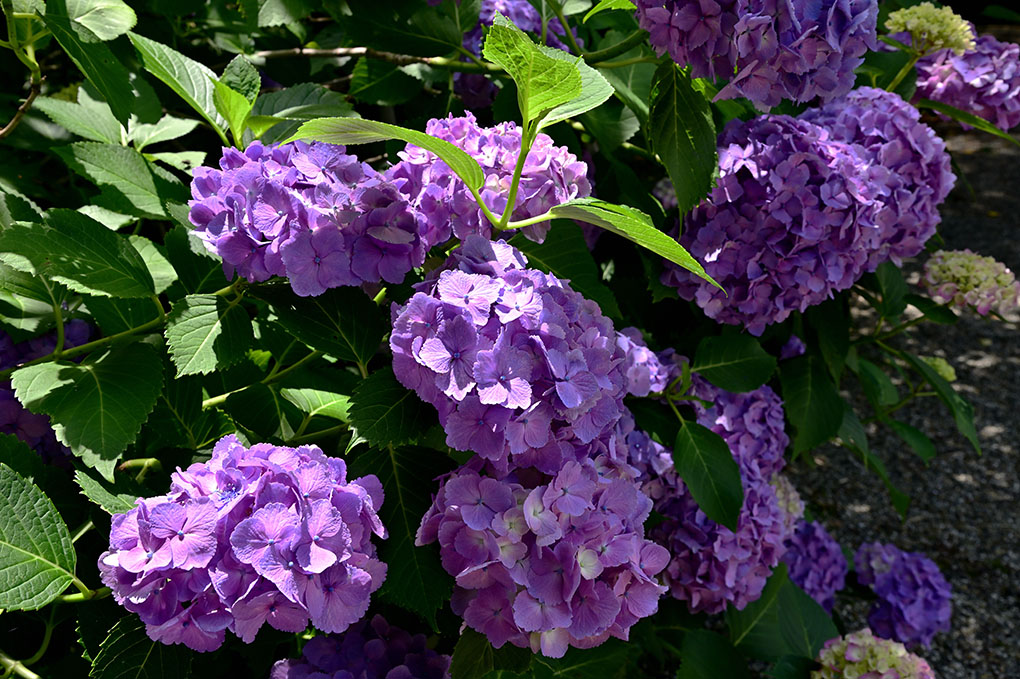 當麻寺奥院の紫陽花