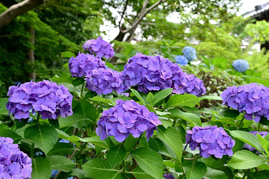 當麻寺中之坊の紫陽花