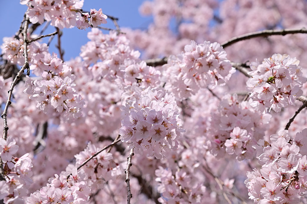 専称寺の尋源桜