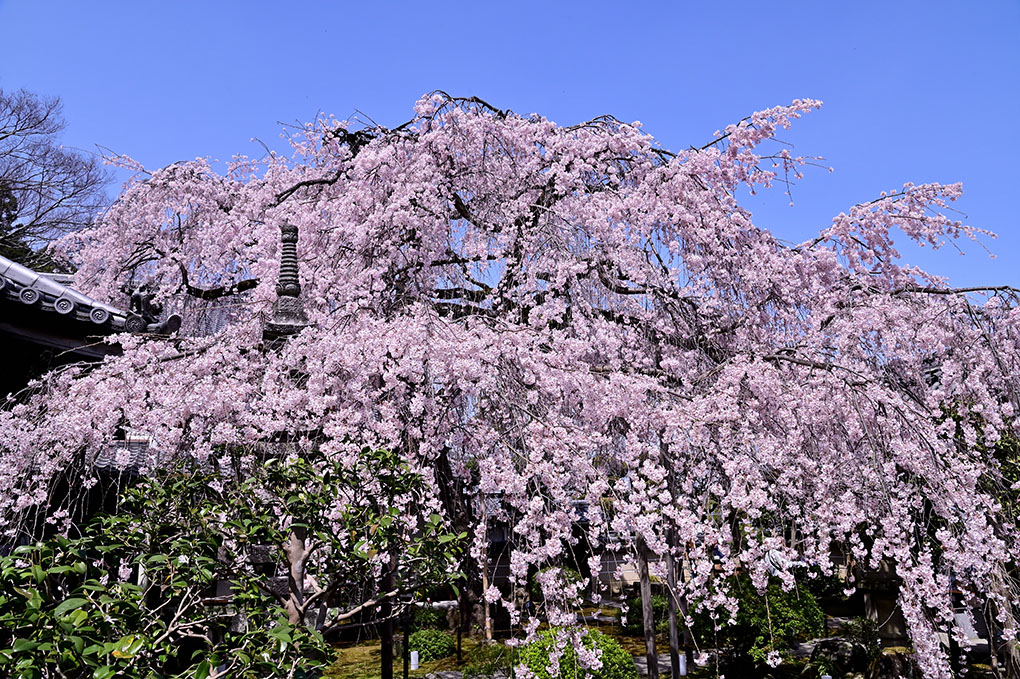 専称寺の尋源桜