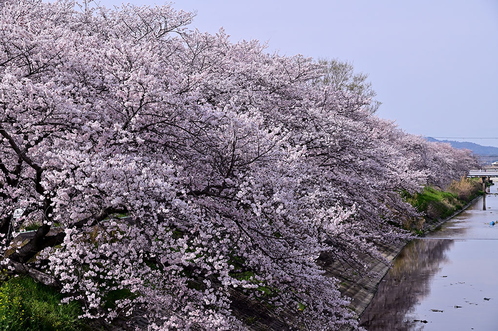 高田川箸尾の桜並木