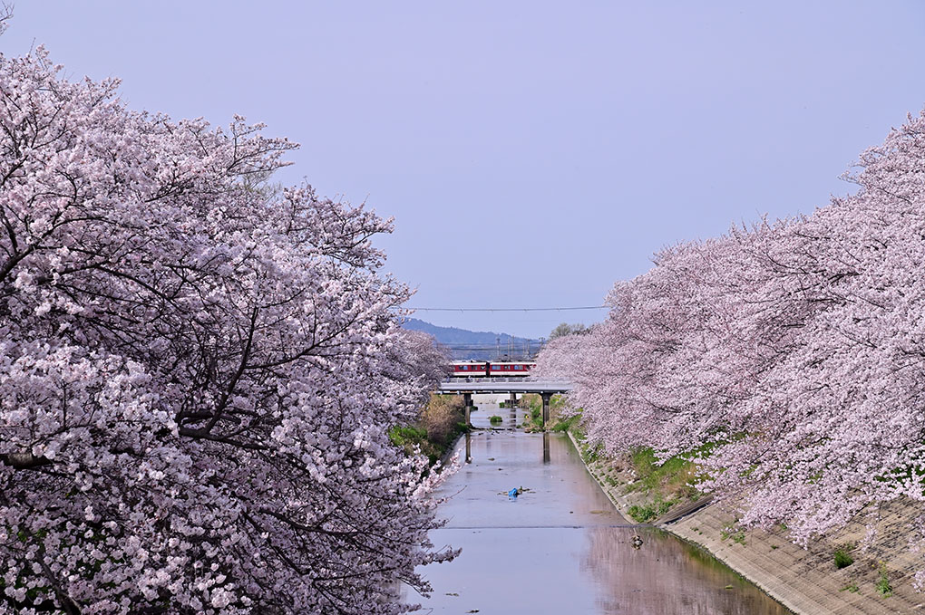 高田川箸尾の桜並木